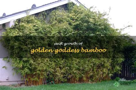  「Golden Bamboo」：黄金の竹が紡ぐ、富と欲の物語！